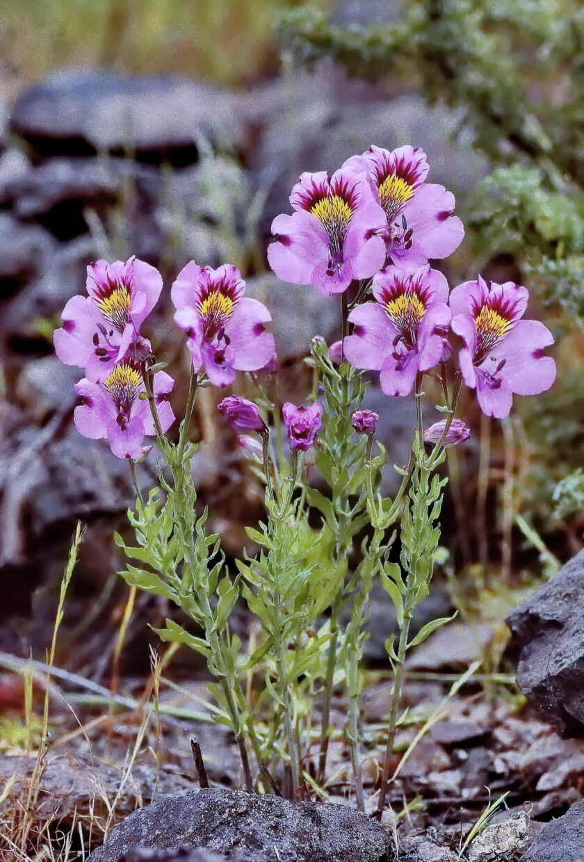 1 F  W  9074 Alstroemeria philippii Subsp Philippii  Atacama Region Huasco  29 Oct 1999  John Watson