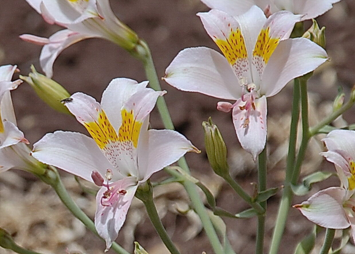 Alstroemeria pallida Graham | Las plantas endémicas de Chile