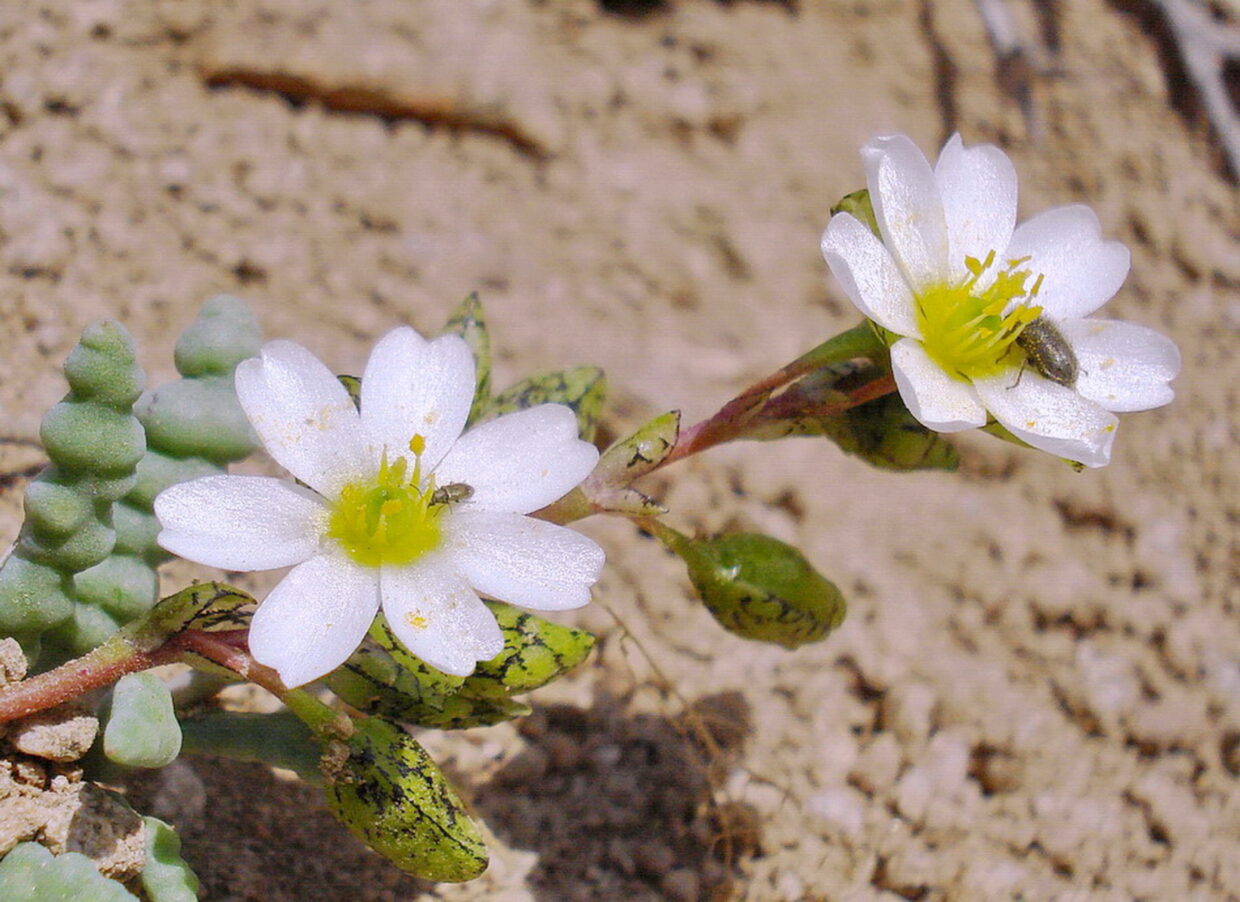 3 Beetles on Cistanthe celedoniana flowers Carlos Celedón