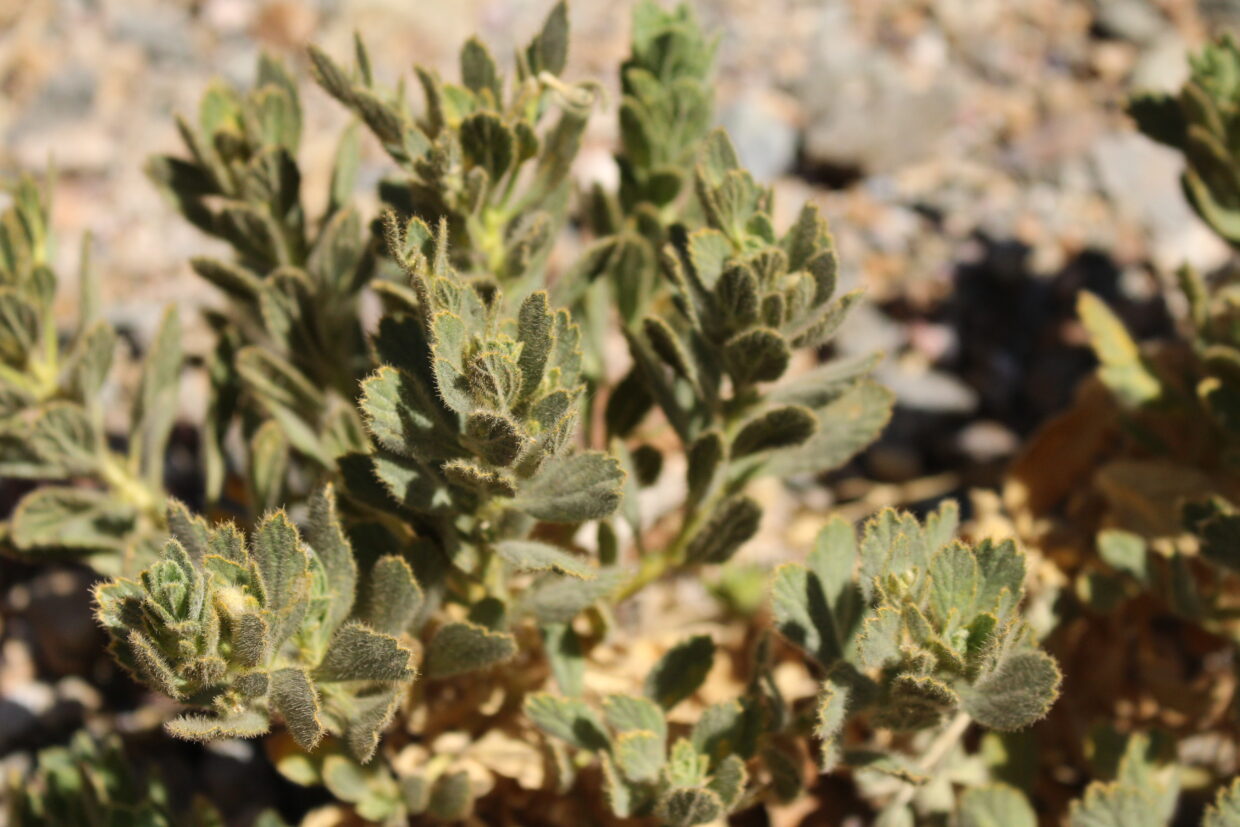 Malesherbia solanoides var. ovata_Close to Agua dulce Atacama region_3_K Bull