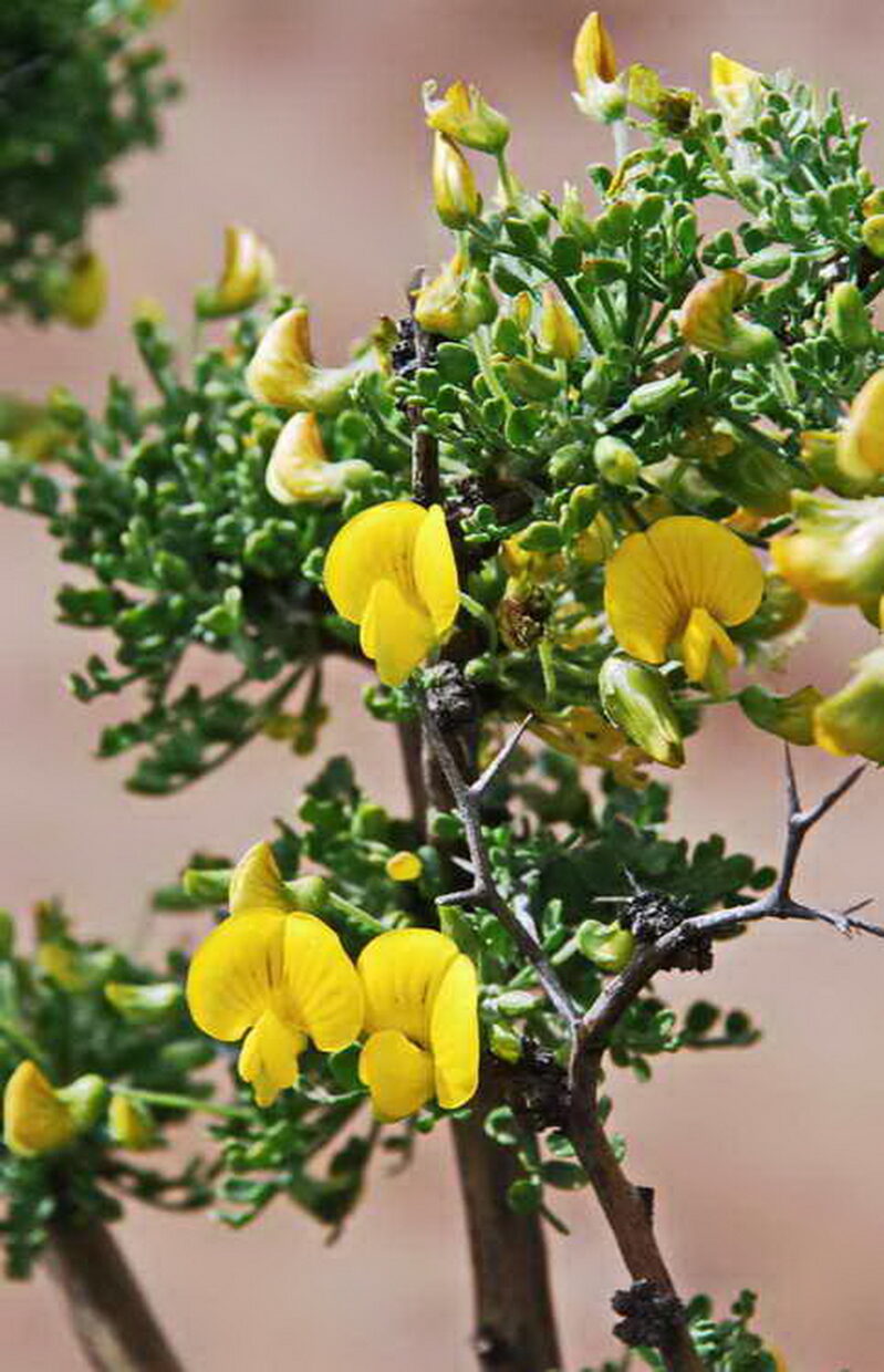 Adesmia microphylla_Los Ranchillos_Valparaiso_Region_2_J_Watson