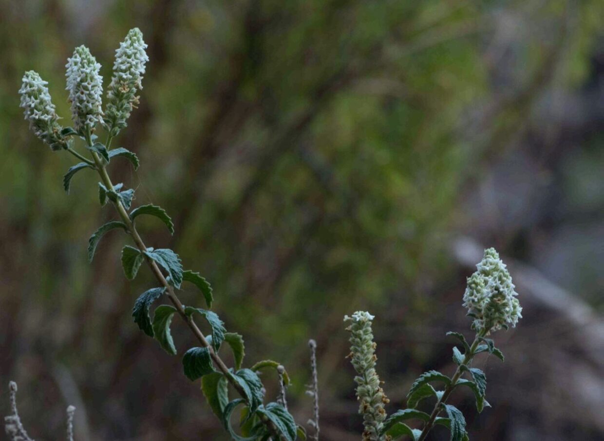 Aloysia-salviifolia 7865 23