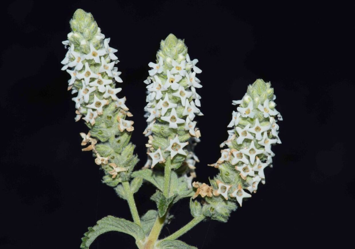 Aloysia salviifolia 7865