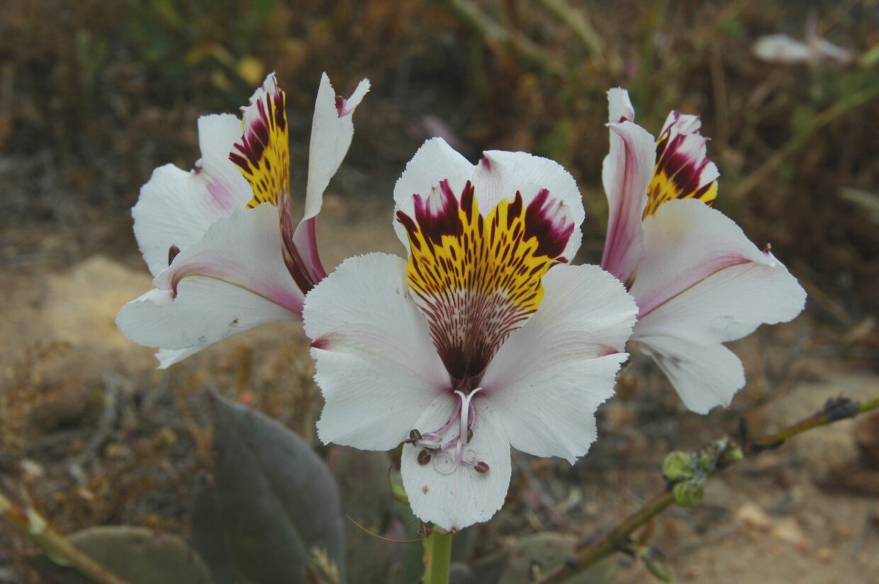 Alstroemeria magnifica ssp magnifica Fray Jorge Mte