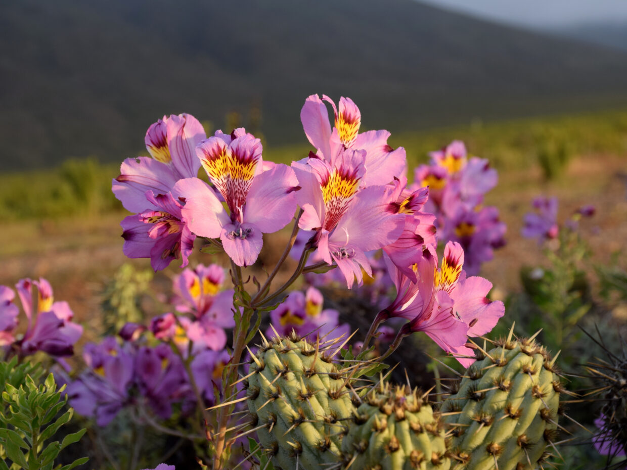 Alstroemeria philippi ssp p Costa de Huasco Mte 2