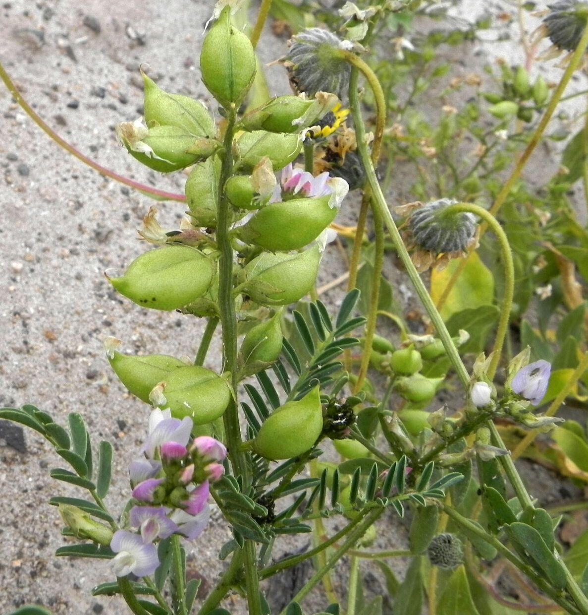 Astragalus dodtii 2 Llanos de Challe sept17 Eitel Thielemann