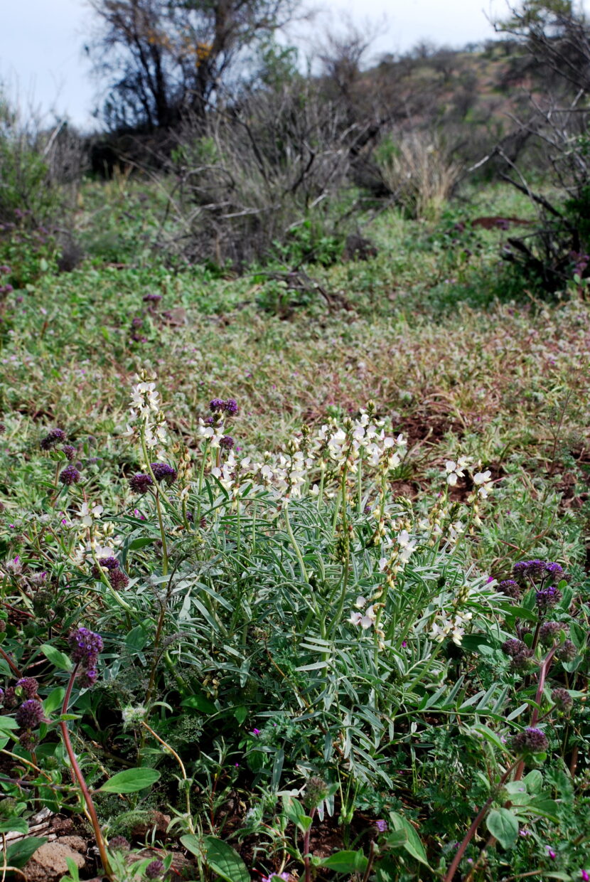 Astragalus pissisii_Los Ranchillos_Valparaiso Region_2_J_Watson