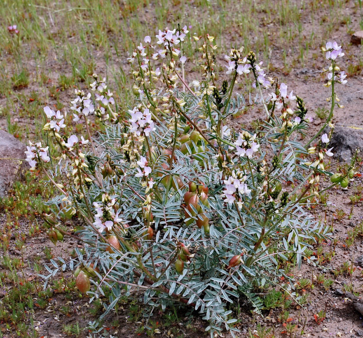 Astragalus pissisii_Los Ranchillos_Valparaiso Region_1_J_Watson