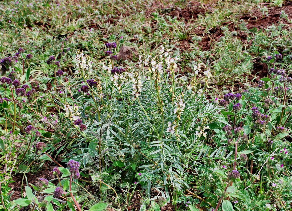Astragalus pissisii__Los Ranchillos_Valparaiso Region_3_J_Watson