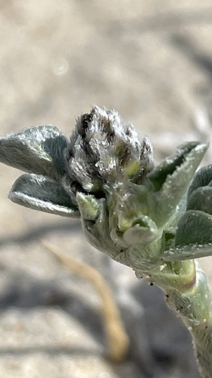Astragalus trifoliatus IMG 4948