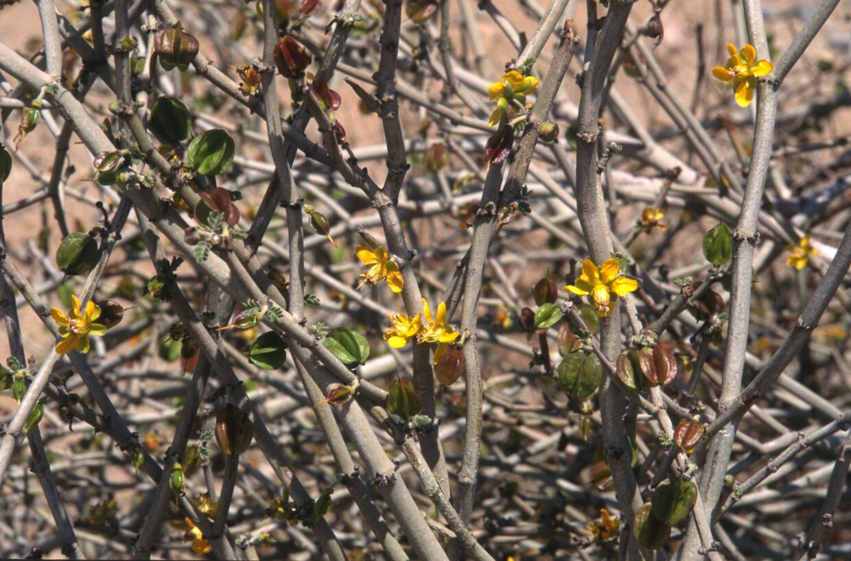 Bulnesia chilensis 11504