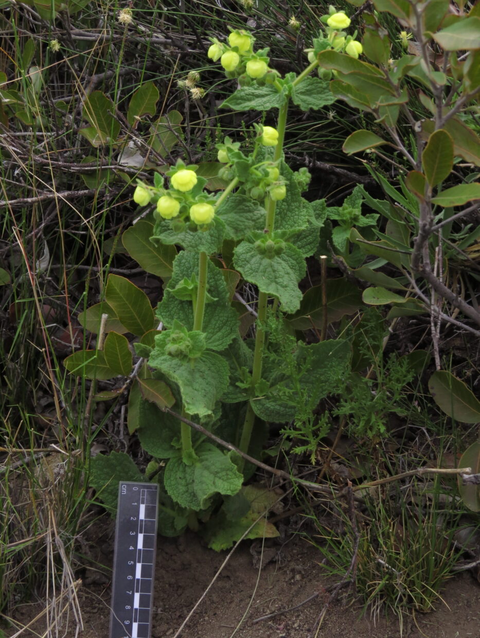 Calceolaria flavida IMG 1702
