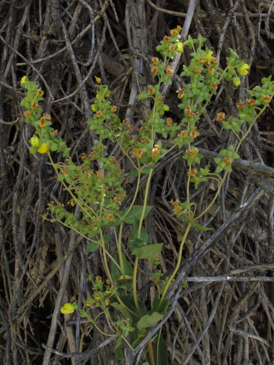 Calceolaria Glandulosa Ssp Glandulosa Img 5086