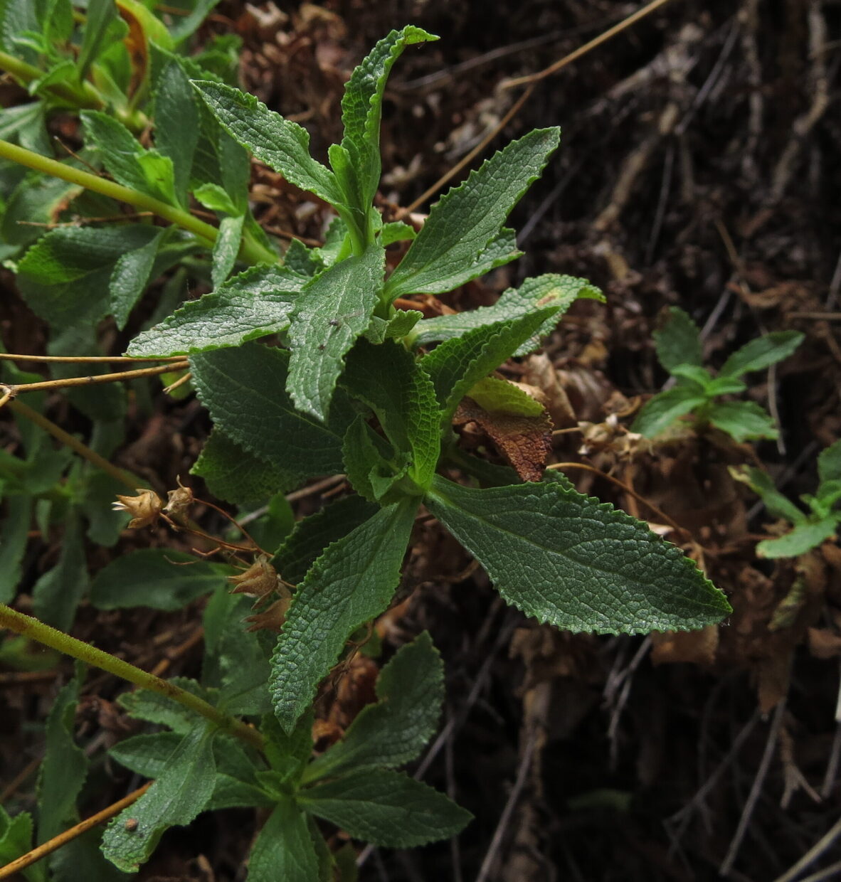 Calceolaria meyeniana El Roble 2