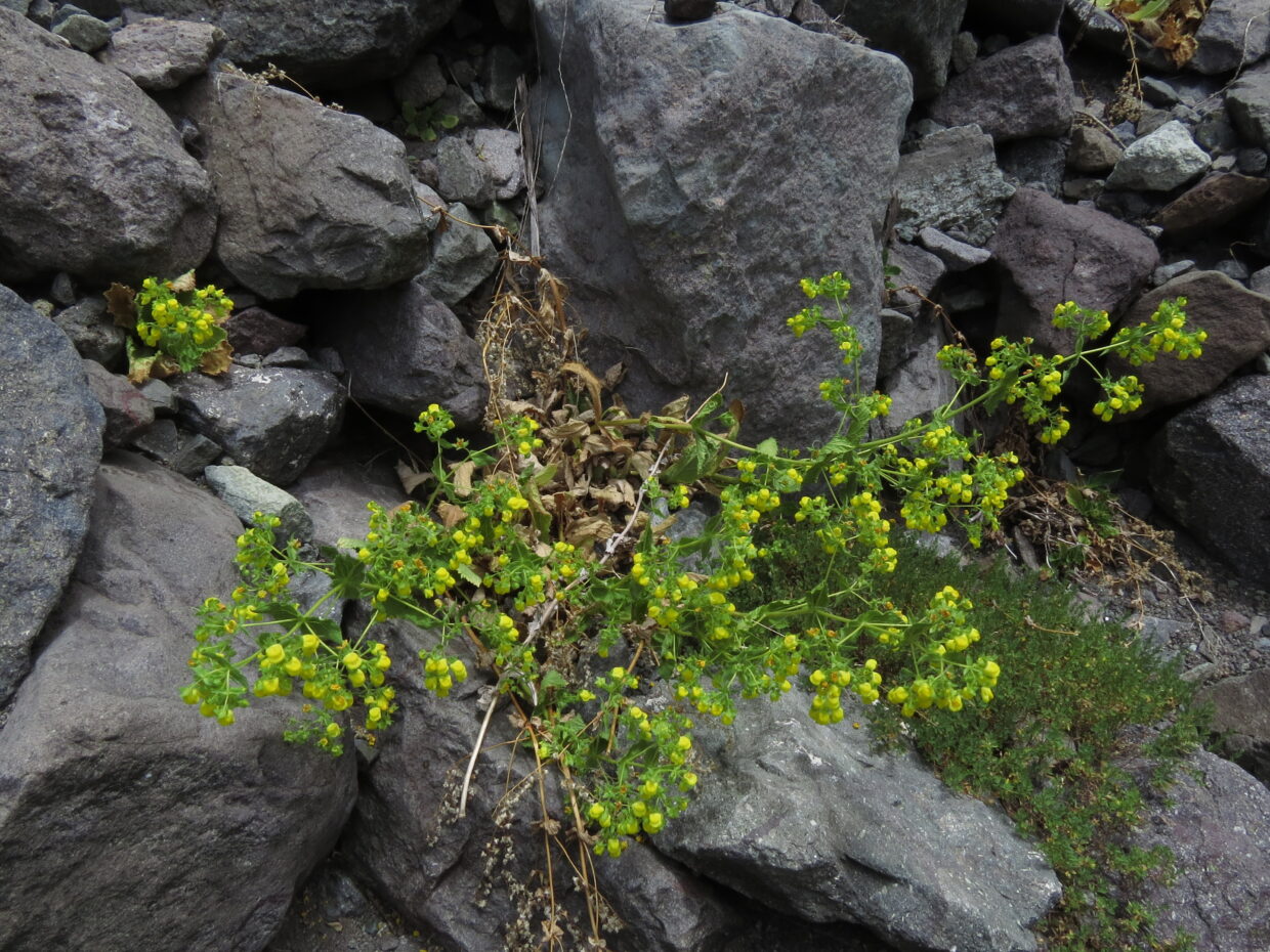 Calceolaria petioalaris Cajon del Maipo IMG 5642