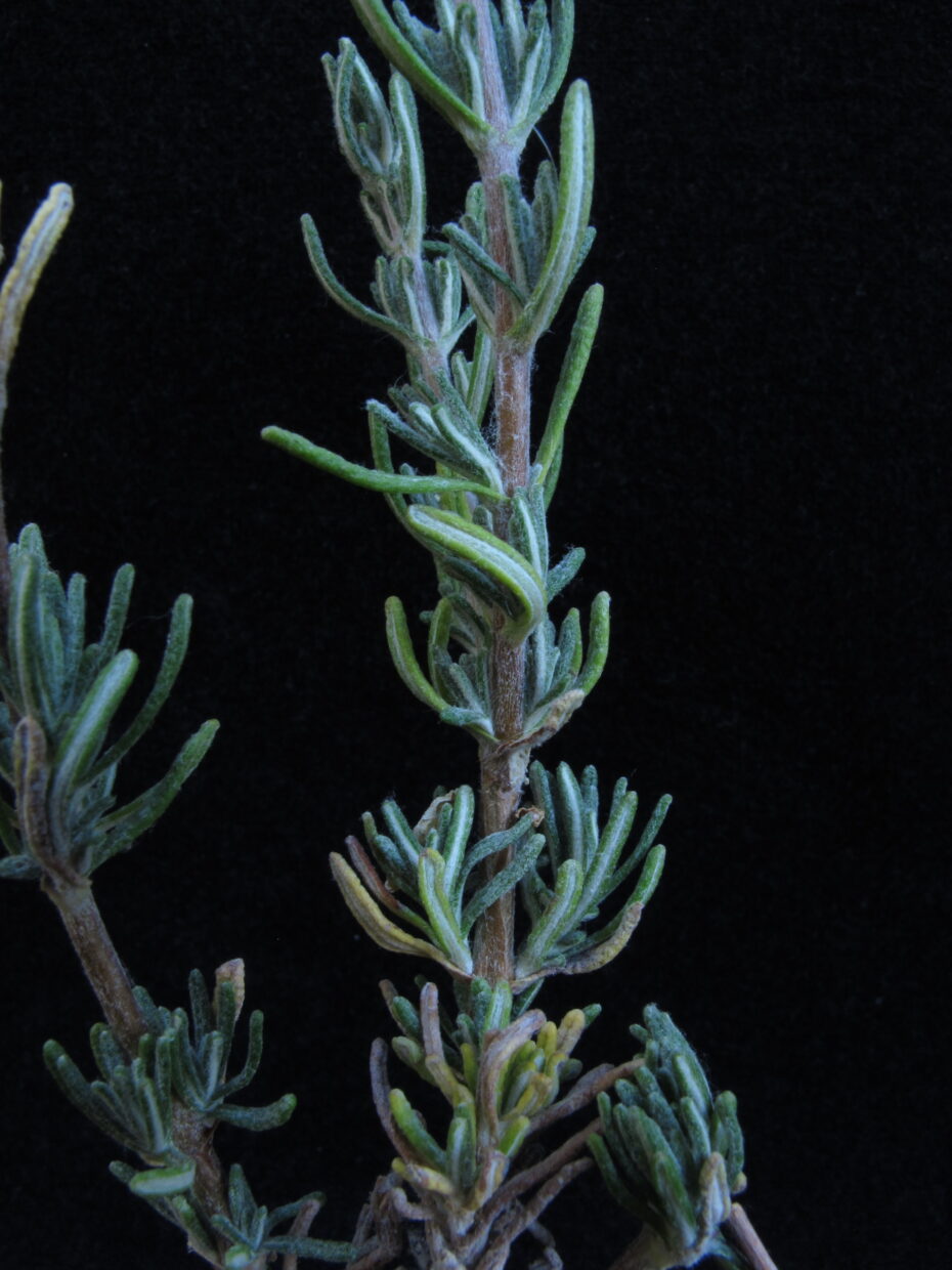 Calceolaria segethii Img 5196