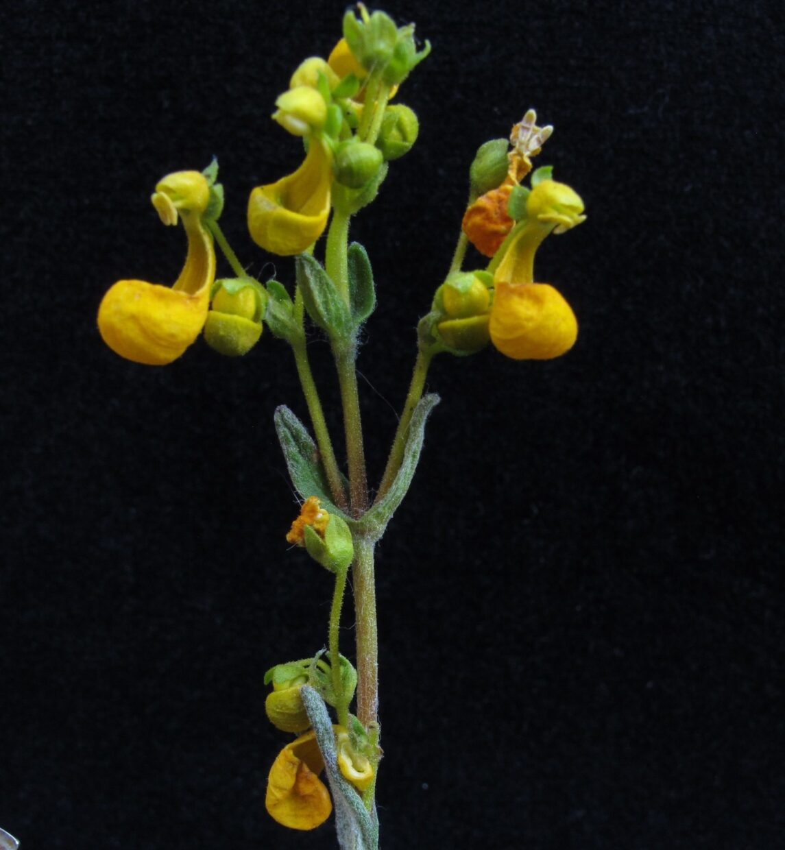 Calceolaria Segethii Img 5200