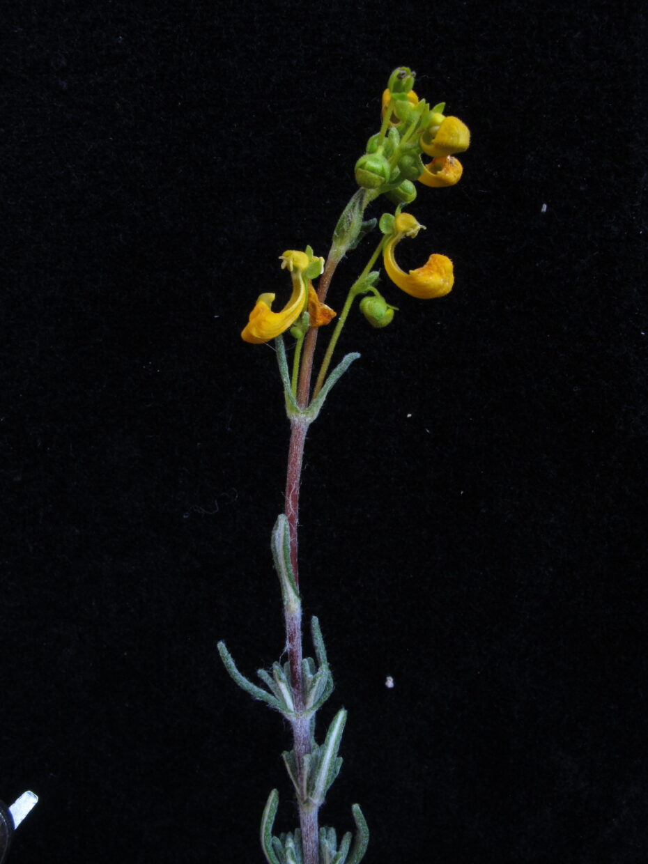 Calceolaria Segethii Img 5218