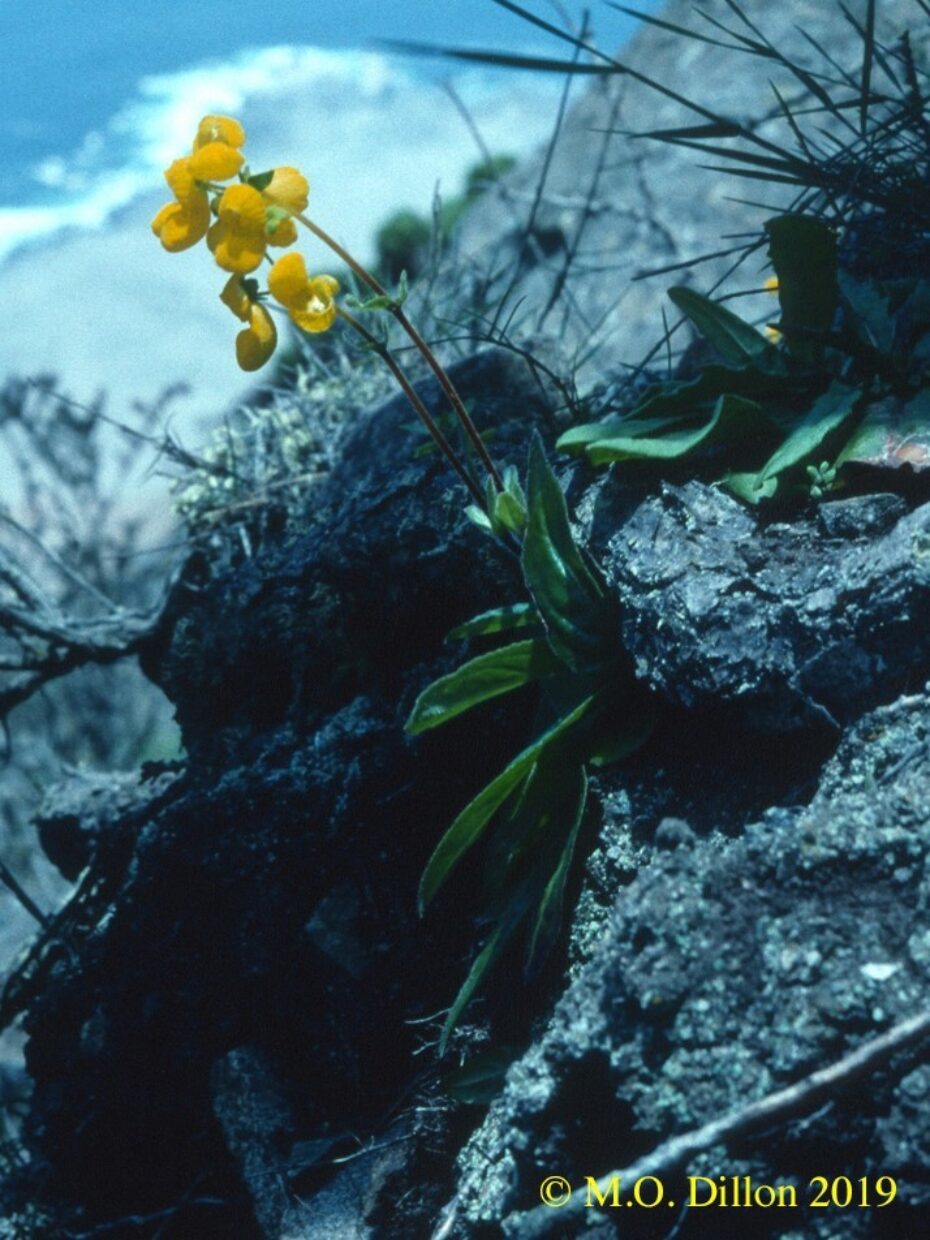 Calceolaria rinconada Flors Copy