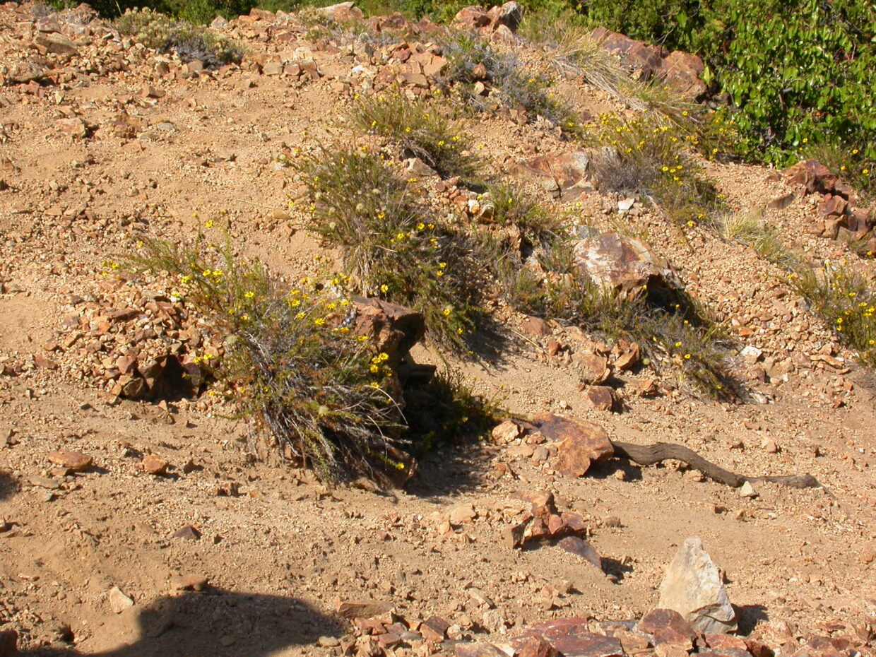 Chaetanthera glandulosa gracilis Dscn0455