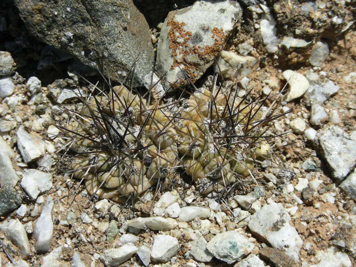 Copiapoa montana 01 leonensis