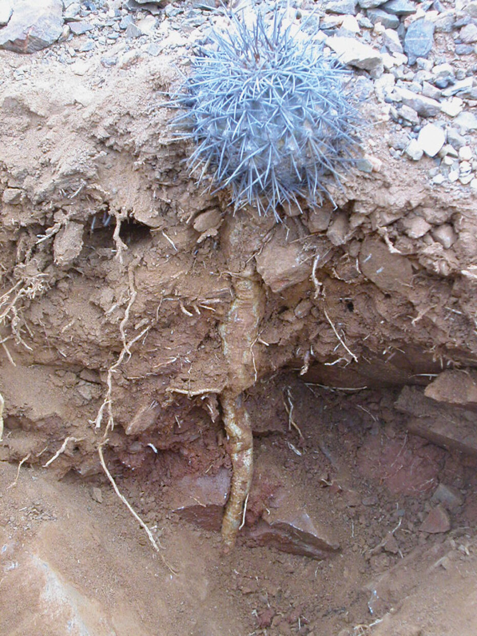 Copiapoa megarhiza echinata 03 Senoret Acosta