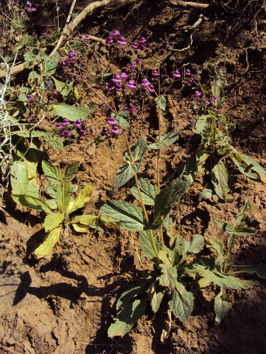 Dsc00375 Calceolaria purpurea