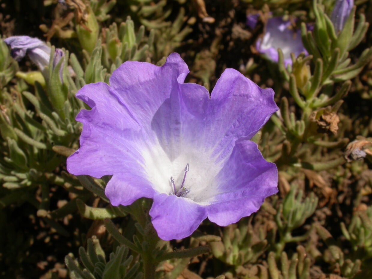 Dscn2873 Nolana Linearifolia Bghmr13 Flower