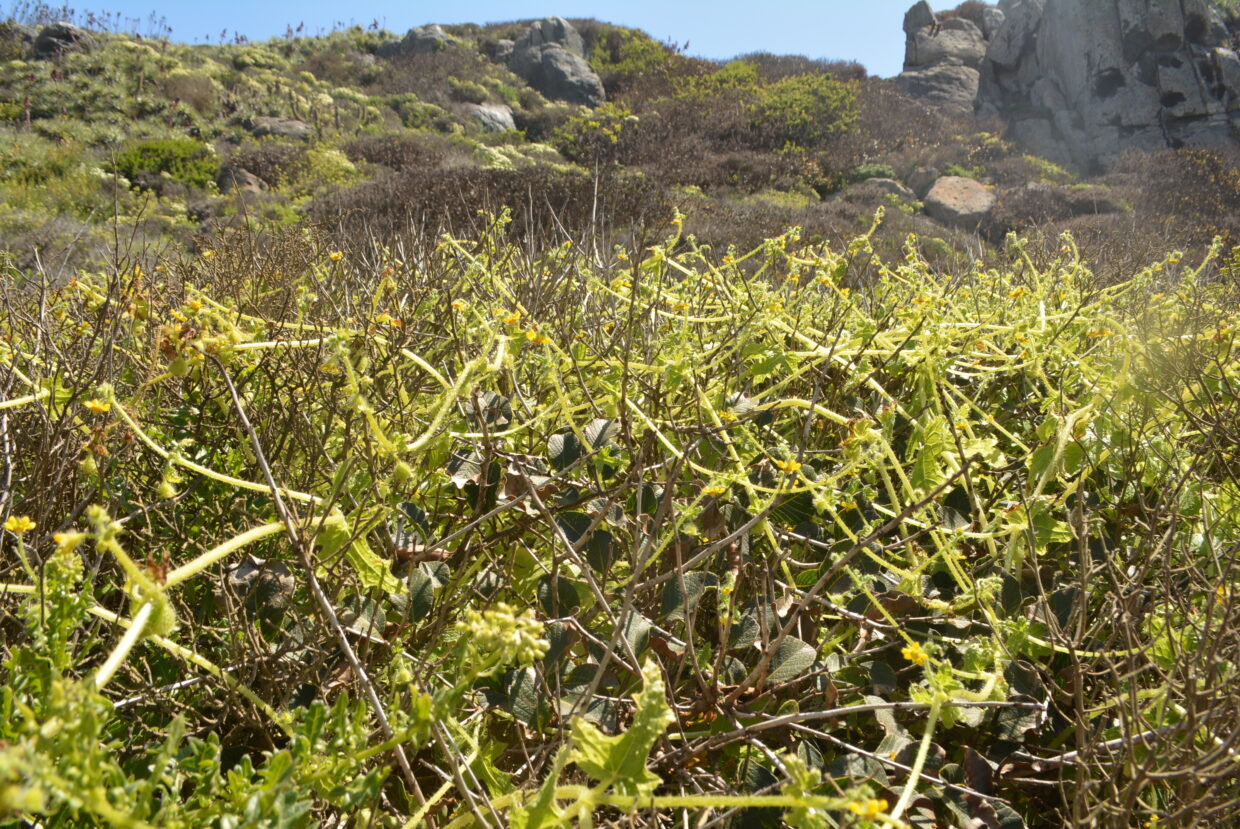 Loasa mollensis whole plant