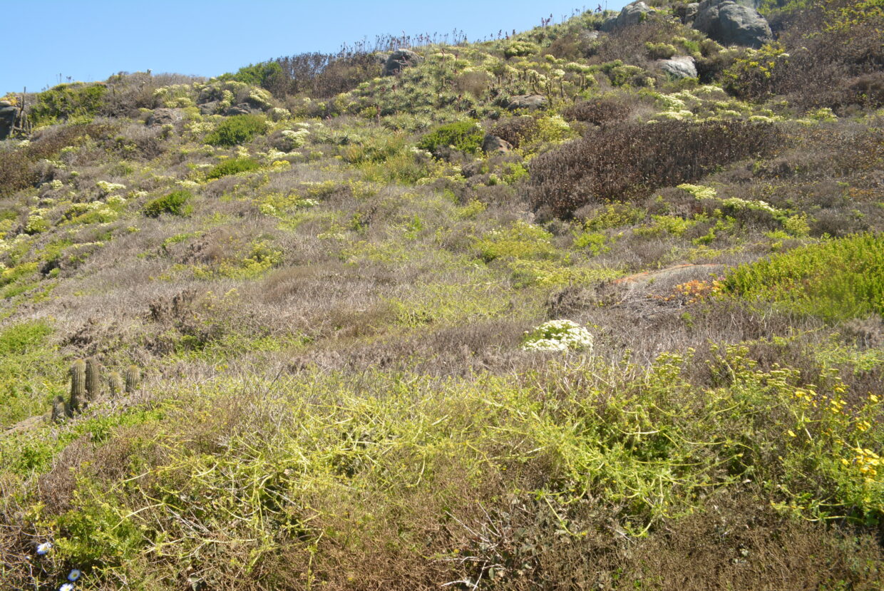 Loasa mollensis habitat