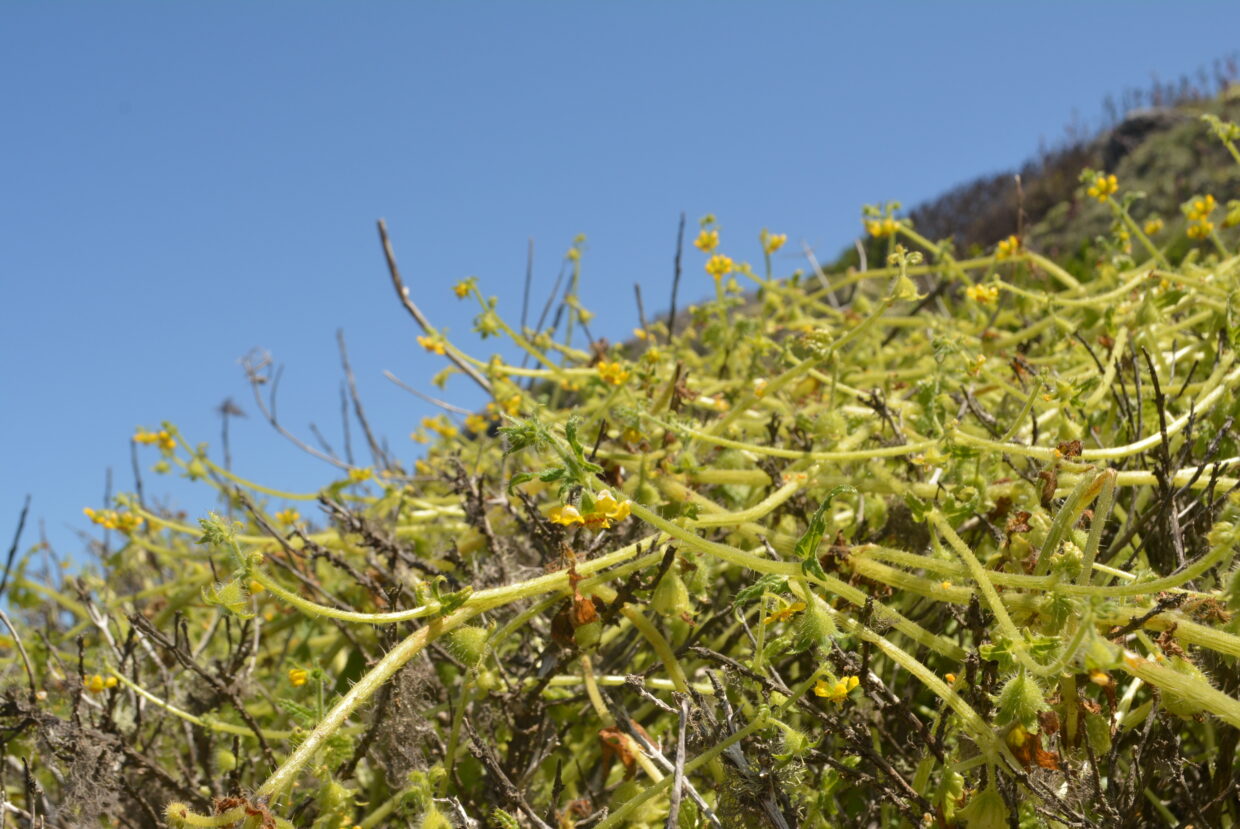 Loasa mollensis flowers