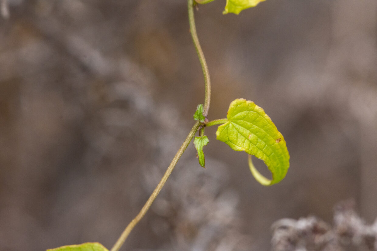 Dioscorea variifolia 8190 4