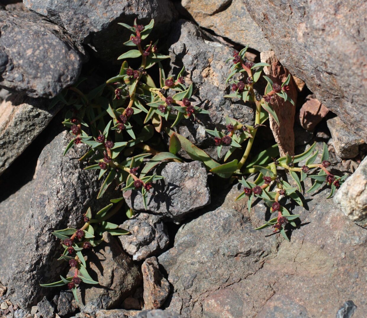 Euphorbia crypta Esmer 02