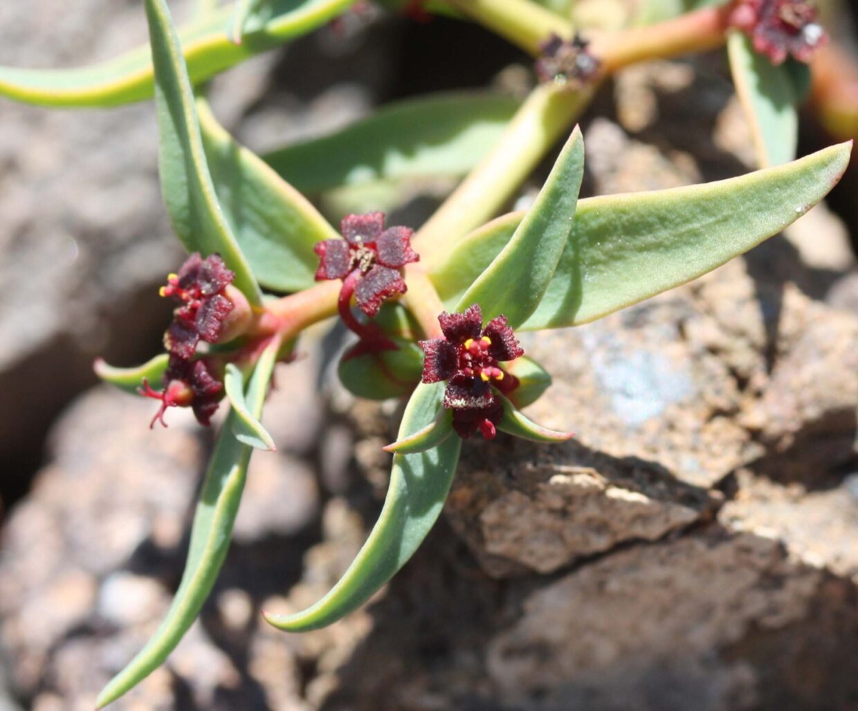 Euphorbia crypta Esmer 07