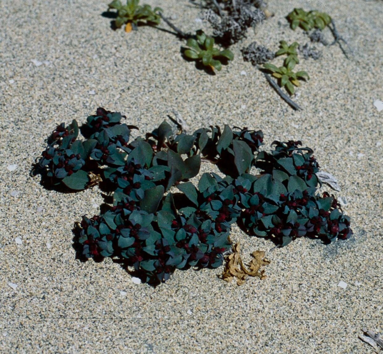 Euphorbia cyanofolia Hua 02