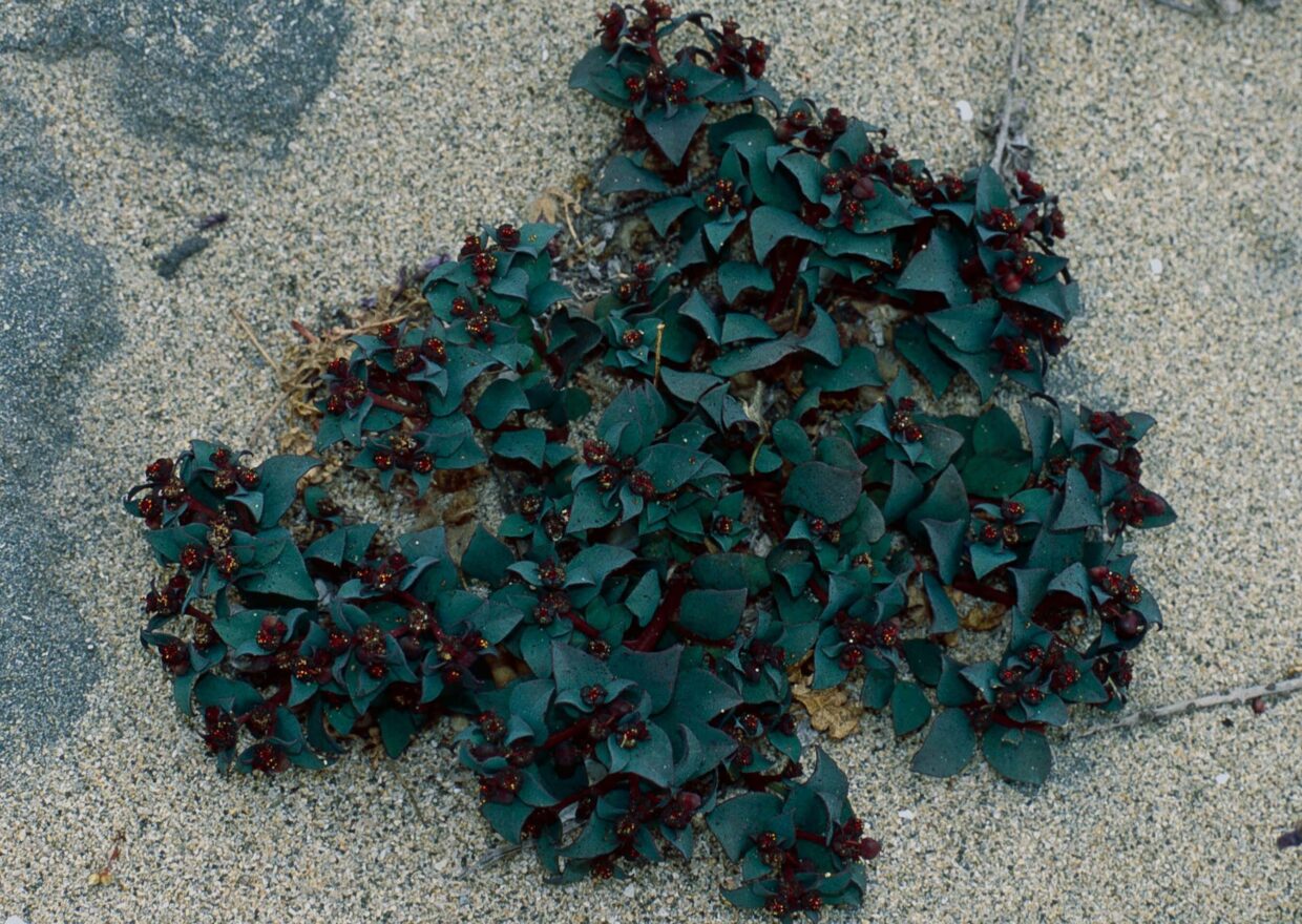 Euphorbia cyanofolia Hua 03