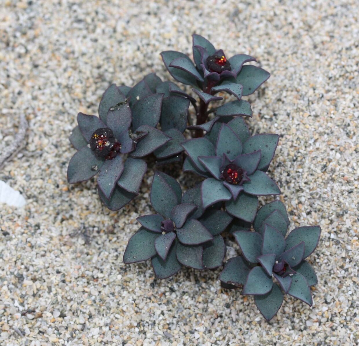 Euphorbia cyanofolia Hua 04