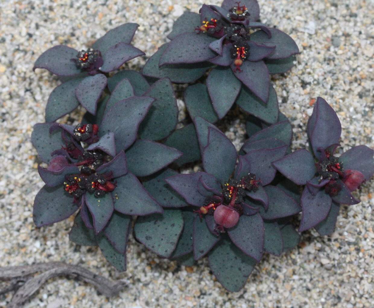 Euphorbia cyanofolia Hua 06