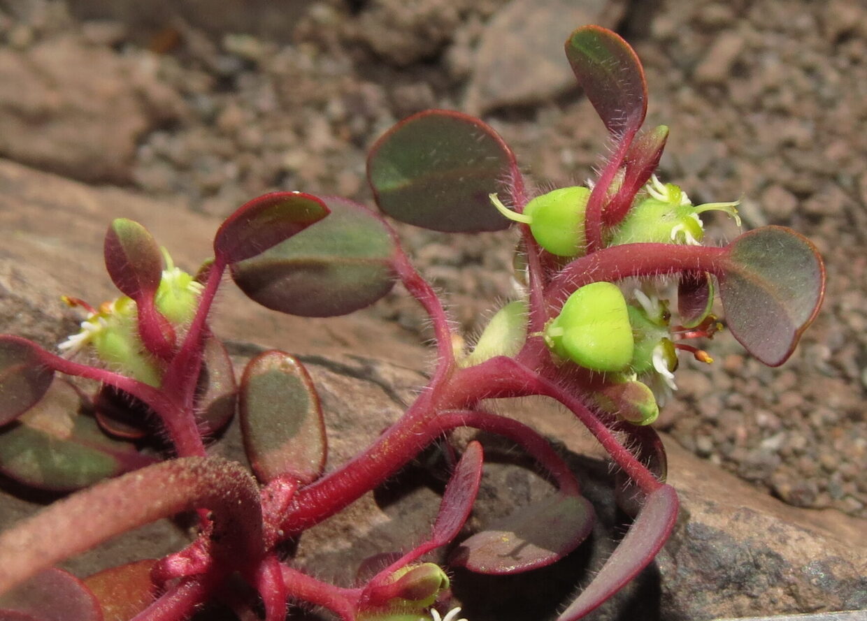 Euphorbia germainii N Lavandero IMG 2413