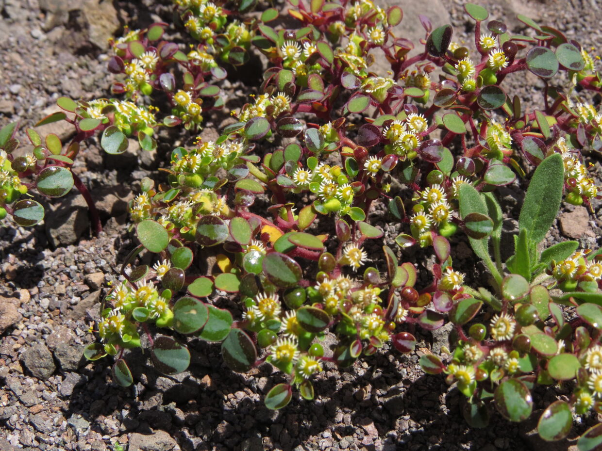Euphorbia germainii N Lavandero IMG 4268