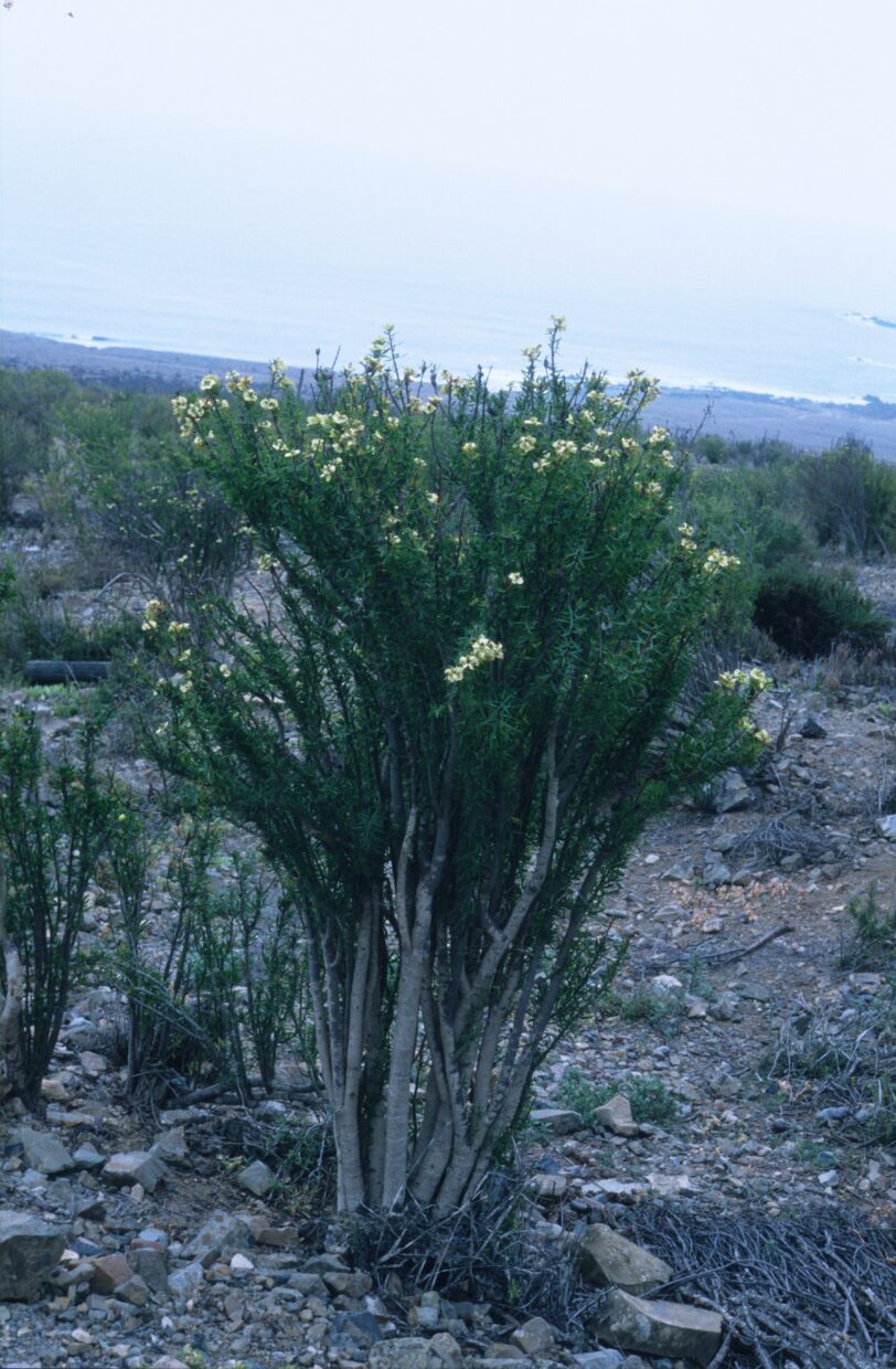 Euphorbia Latiflua 13068