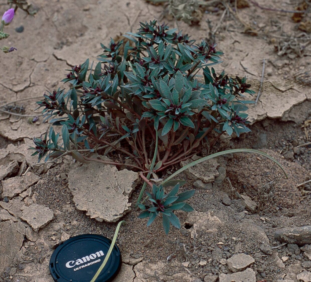 Euphorbia thinifolia Hua N 01