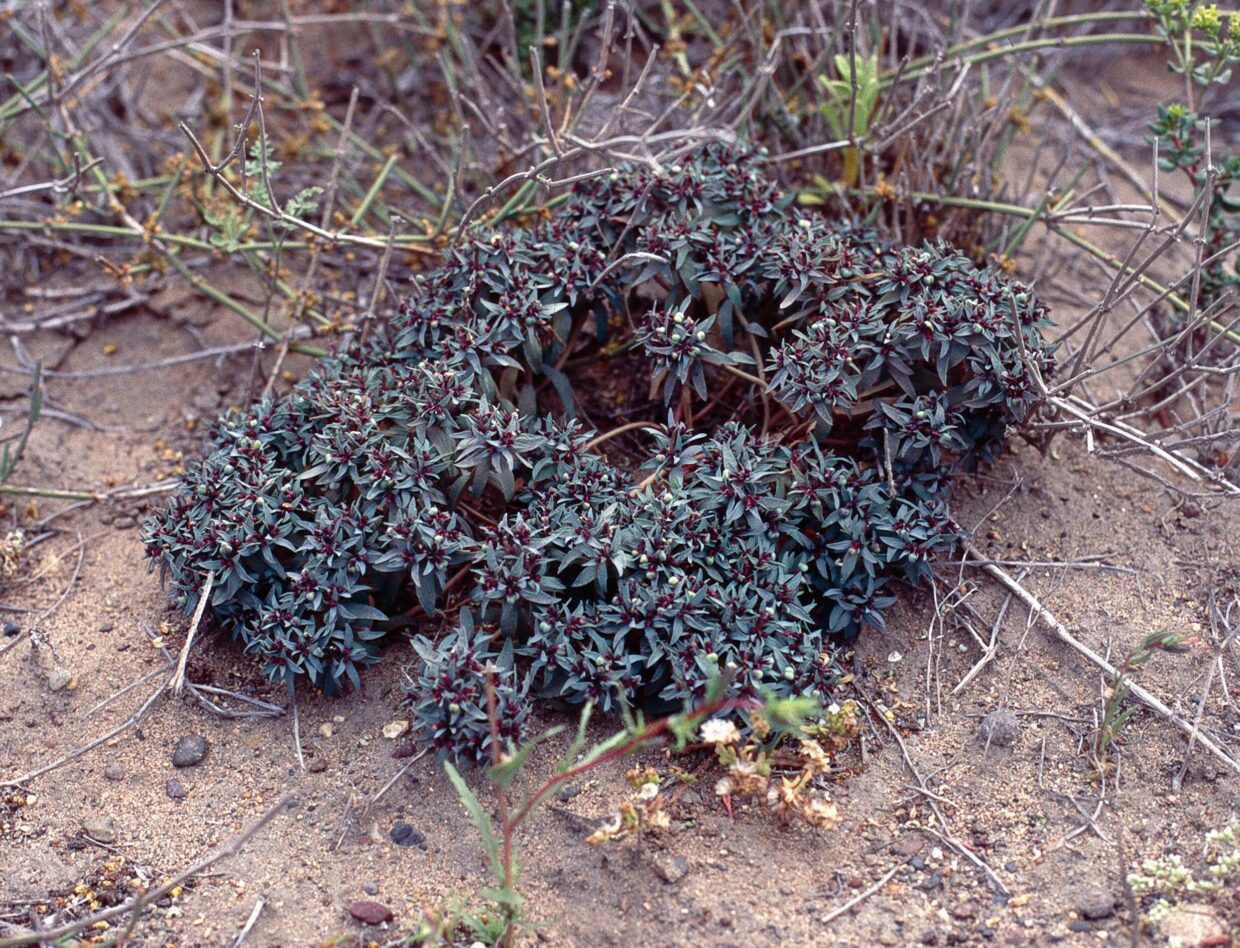 Euphorbia thinifolia Hua N 02