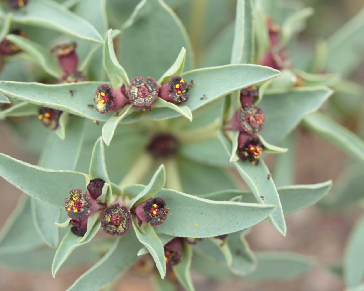 Euphorbia thinifolia Hua N 06