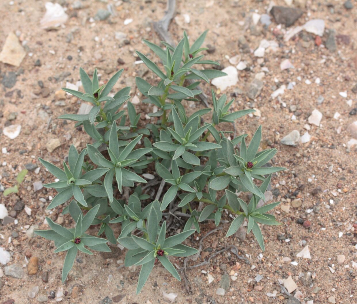 Euphorbia thinifolia Hua N 09