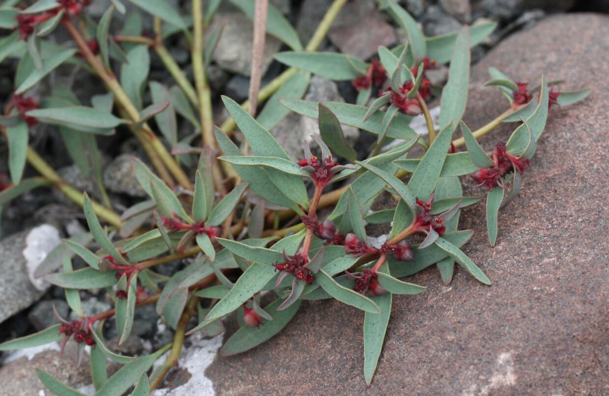 Euphorbia melicae Hua S 01
