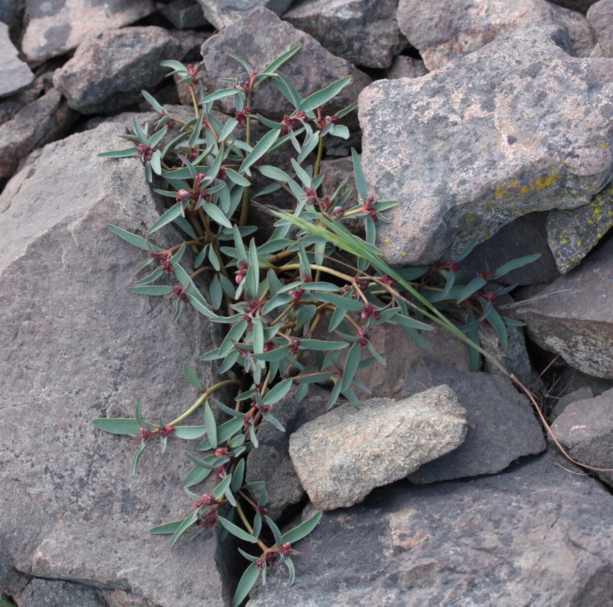 Euphorbia melicae Hua S 02
