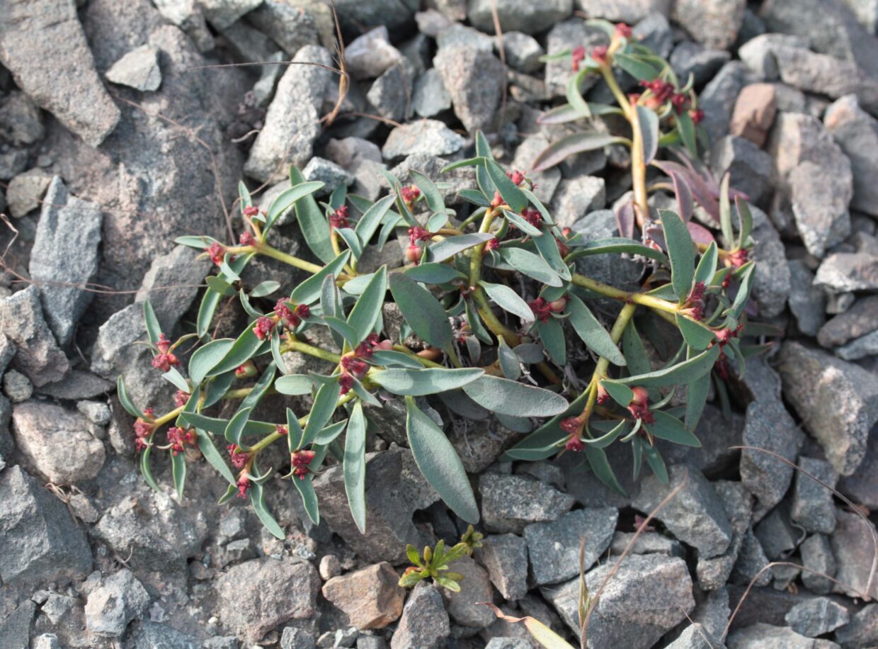 Euphorbia melicae Hua S 03