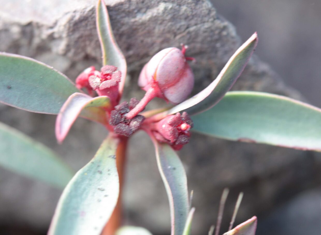 Euphorbia melicae Hua S 06