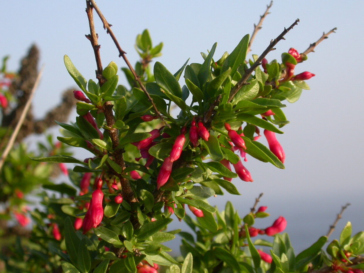 Fuchsia L 4 Zapallar